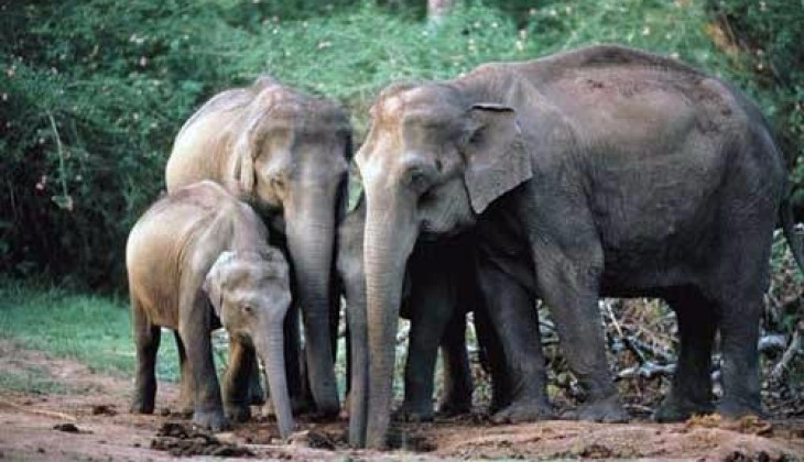 FKH UGM Berupaya Meningkatkan  Jumlah Populasi Gajah Sumatera