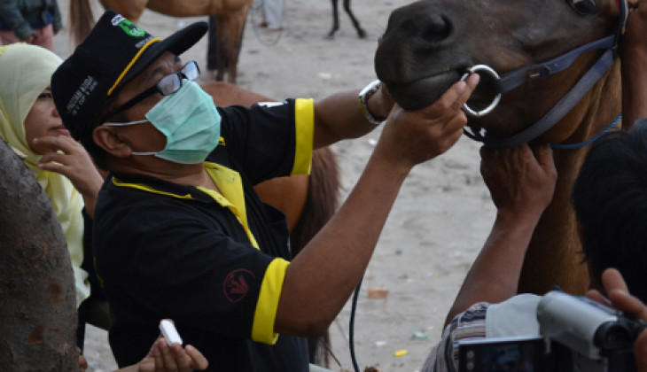 106 Kuda Parangtritis Dapatkan Pengobatan Gratis