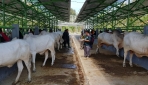Fapet UGM-PPKDY Sinergi Kembangan Industri Kambing dan Domba