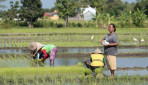 Sawah di Bantul Rusak Akibat Tambah Batu Bata