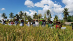 Tingkatkan Hasil Pertanian, UGM Terapkan Smart Farming dan Metode SRI di Sumba
