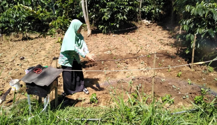 Mahasiswa UGM Lakukan Mitigasi Embun Upas di Lahan Pertanian Dieng