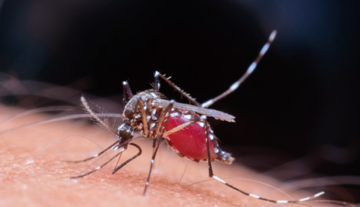 UGM Researcher Creates Detection Tool for Dengue Virus