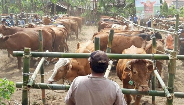 UGM Community Service Program: Technopark-Based Innovation of Beef Cattle in Bojonegoro