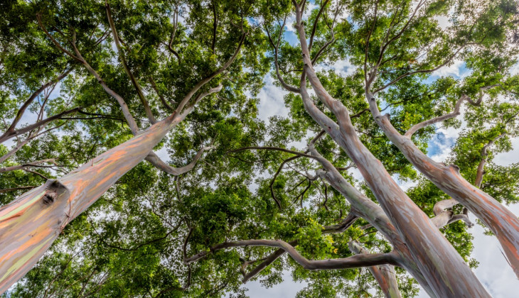 Eucalyptus Belum Terbukti Bisa Bunuh Virus Corona