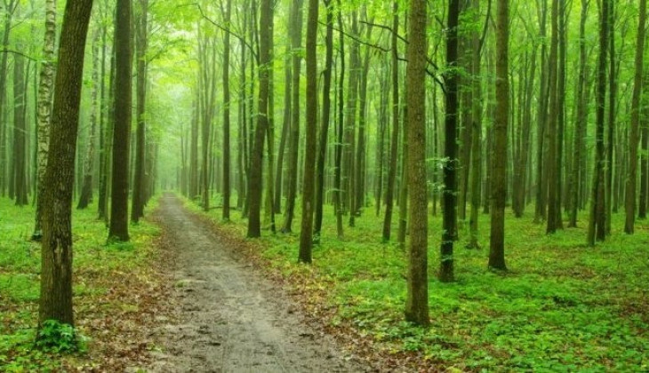 Peran Agroforestri Untuk Ketahan Pangan