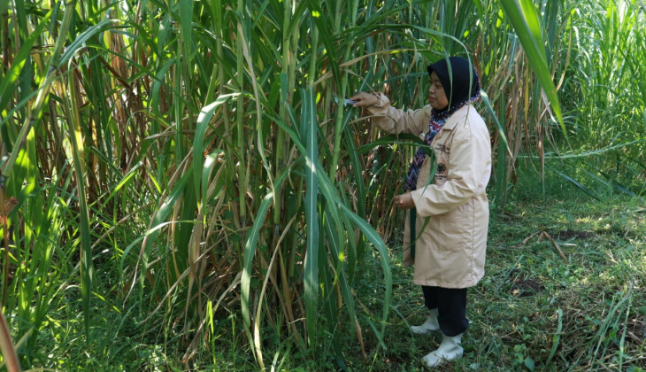 Fakultas Peternakan UGM Kembangkan Rumput Unggul Hasil Radiasi Sinar Gamma
