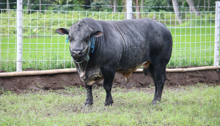UGM dan Indonesia-Australia Red Meat Cattle Partnership Gelar Pelatihan Manajemen Pakan Sapi