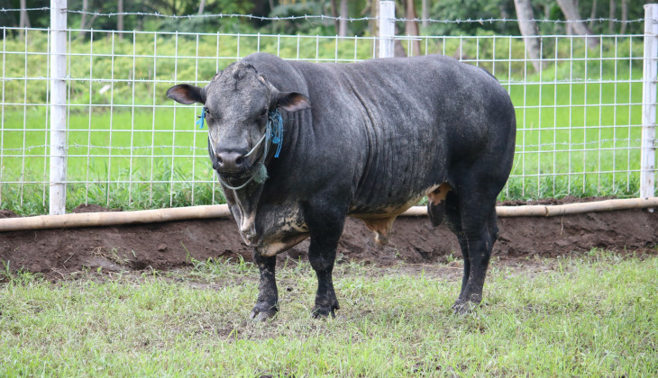 UGM and Indonesia-Australia Red Meat Cattle Partnership Hold Cow Feed