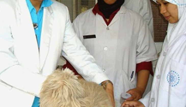 Anjing Pun Kena Penyakit Jantung