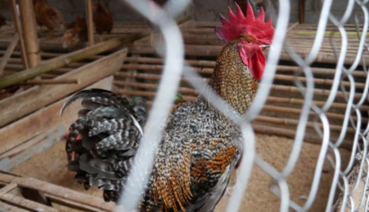       Keragaman Ayam Indonesia dan Pengembangan “Ayam Super” UGM 