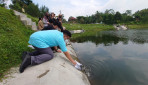 Departemen Perikanan UGM Kembangkan Perairan Embung Kaliaji Sleman Dengan Tebar Benih Ikan