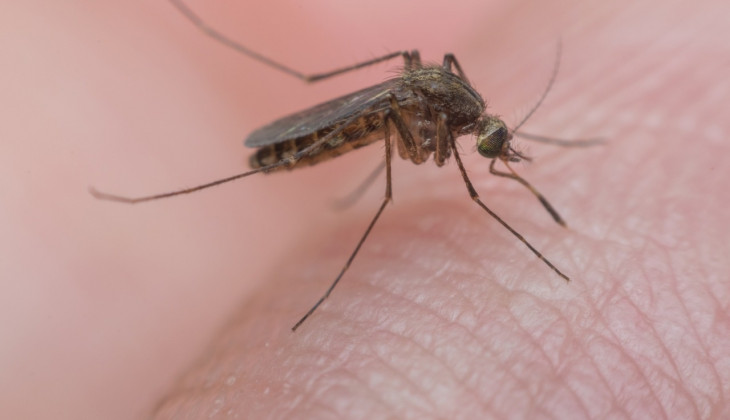 Mewaspadai Demam Berdarah Dengue (DBD) di Musim Hujan