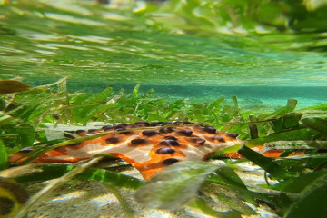 Dr. Pramaditya Wicaksono Develops Digital Image Processing Tools for Seagrass Mapping