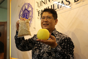 Prof. Budi Setiadi Daryono Recounts Origin of His Apple Melon Cultivar 'Hikapel'