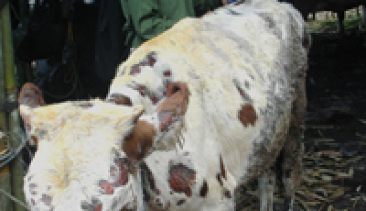 Penggantian Ternak Sapi Korban Merapi Mencapai 4.000 Ekor