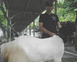 Sering Juara, 'Srikandi' Bernilai Ratusan Juta