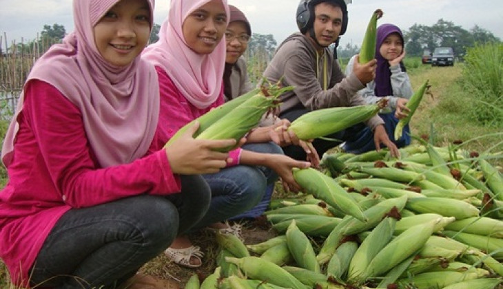 UGM Kembangkan Gama Jagung Manis Hibrida