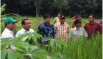 UGM Budidaya Padi Gogo di Lahan Hutan Jati