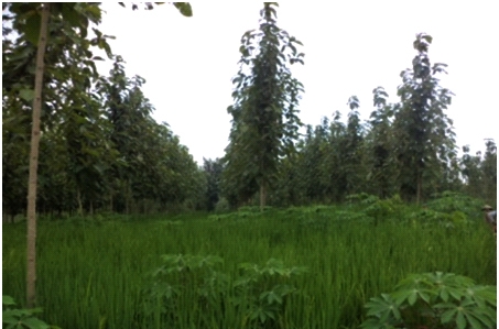UGM Budidaya Padi Gogo di Lahan Hutan Jati