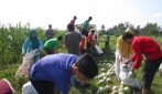 Melodi Gama 3 UGM Siap Bersaing Dengan Produk Melon Impor   