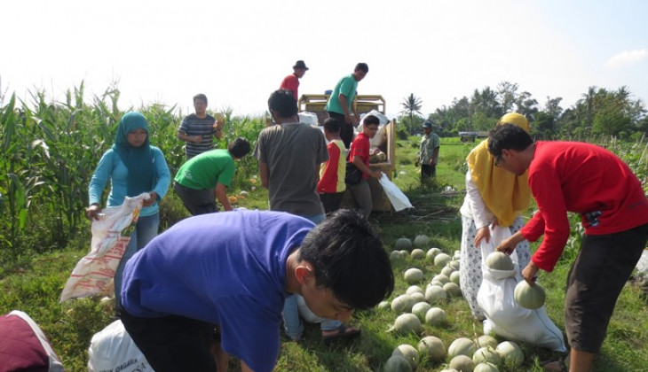 Melodi Gama 3 UGM Siap Bersaing Dengan Produk Melon Impor   