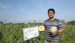 Melodi Gama 3 UGM Siap Bersaing Dengan Produk Melon Impor   