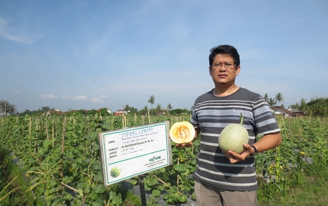 Melodi Gama 3 UGM Siap Bersaing Dengan Produk Melon Impor   