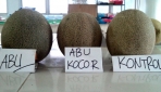 Peneliti UGM Kembangkan Melon Unggul TACAPA Dengan Media Tanam Abu Vulkanik