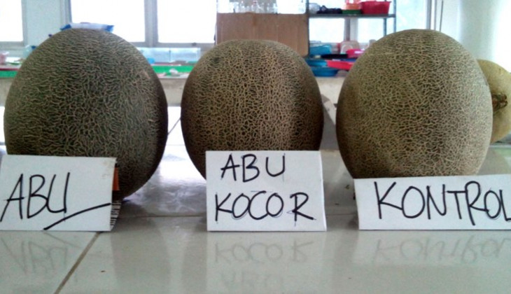 Peneliti UGM Kembangkan Melon Unggul TACAPA Dengan Media Tanam Abu Vulkanik
