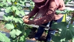 Peneliti UGM Kembangkan Melon Unggul TACAPA Dengan Media Tanam Abu Vulkanik