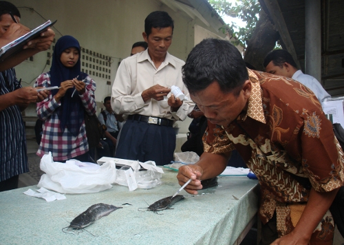 Petani Praktik Vaksinasi Ikan