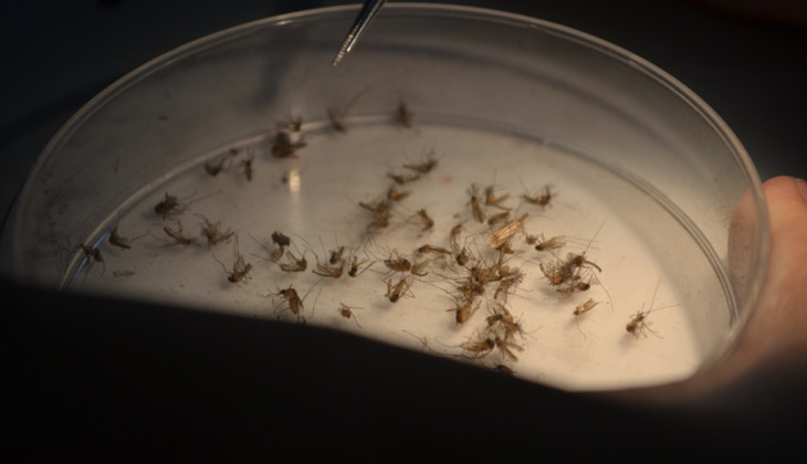 Cara Baru Atasi Demam Berdarah, UGM Perluas Pelepasan Nyamuk Ber-Wolbachia