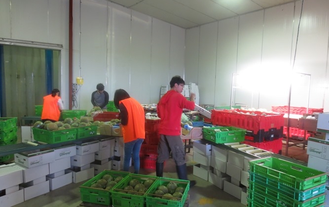 UGM Gandeng Selandia Baru Kembangkan Komoditas Buah Unggulan