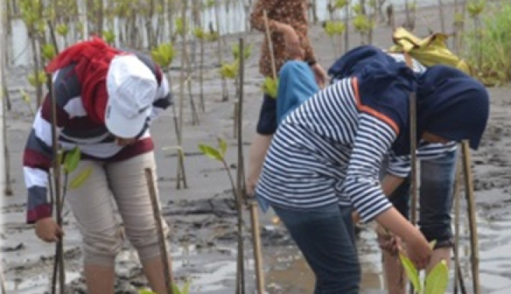 Cegah Abrasi Pantai Trisik, Mahasiswa UGM Tanam 4 Ribu Bibit Mangrove