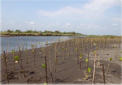 Cegah Abrasi Pantai Trisik, Mahasiswa UGM Tanam 4 Ribu Bibit Mangrove