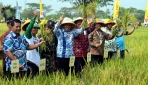 UGM dan Pemkab Klaten Panen Padi Varietas Pak Tiwi