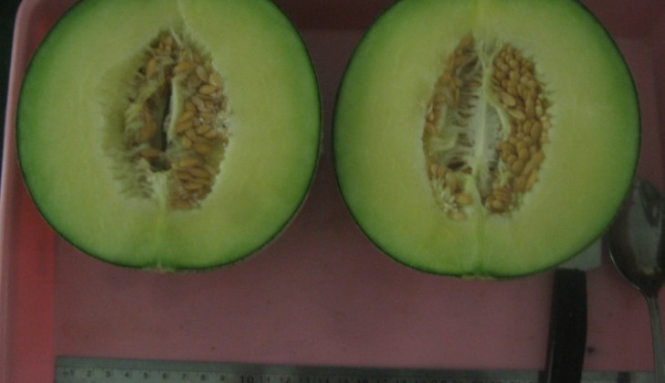 Bebas Ether,  UGM Kembangkan Melon Tacapa