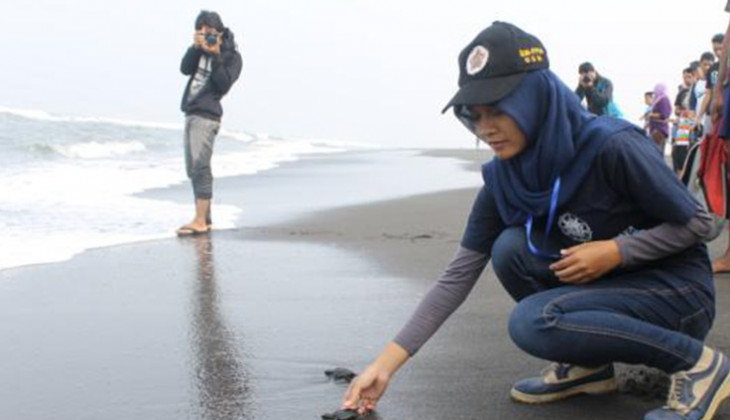 Konservasi Penyu, Mahasiswa UGM Lepas Tukik di Pantai Trisik
