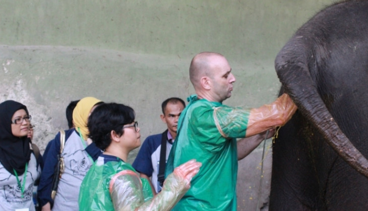 Gajah Sumatera Banyak Terserang Penyakit Herpes