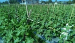 Mahasiswa UGM Berdayakan Petani Melon 