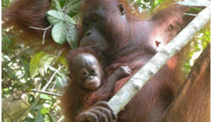 Bencana Kebakaran Hutan, FKH UGM dan Chester Zoo Bantu Tangani Penyelamatan Orangutan