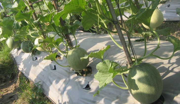 Melon Tacapa