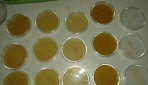 Cacing gelang pada ayam yang diberikan infus buah pare dalam beberapa konsentrasi. (foto: dok. pribadi)
