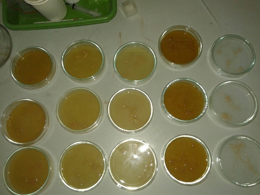 Cacing gelang pada ayam yang diberikan infus buah pare dalam beberapa konsentrasi. (foto: dok. pribadi)