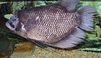 Limbah sisik ikan gurami dan ikan kakap berpotensi dibuat menjadi plastik biodegradable.(foto: wikipedia)