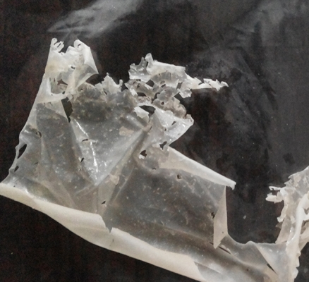 Plastik yang dihasilkan dari kitosan sisik ikan gurami yang dicampur dengan kitosan komersial. (foto: dok.pribadi)