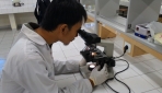  Deny H. Tambunan, salah satu tim peneliti tengah mengamati perkembangan telur toxocara dalam feses kucing melalui mikroskop.