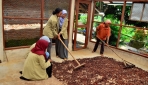 Mahasiswa UGM Olah Limbah Kakao Menjadi Nata De Cocoa