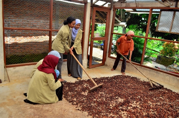 Mahasiswa UGM Olah Limbah Kakao Menjadi Nata De Cocoa